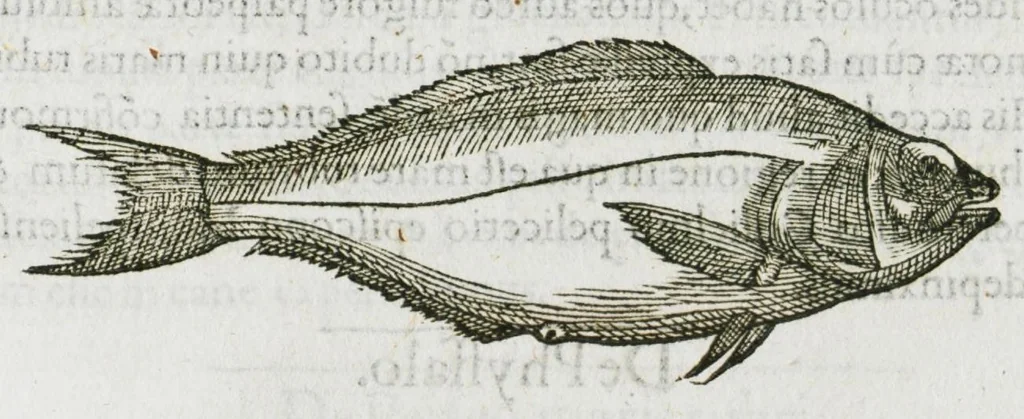An illustration from Libri de piscibus marinis, in quibus verae piscium effigies expressae sunt. Quæ in ntota piscium historia contineantur, indicat elenchus pagina nona et decima. Postremo accesserunt indices necessarii. Gulielmi Rondeletti, Doctoris medici et medicinae in schola monspeliensi professoris regii., 1554, leaf 447