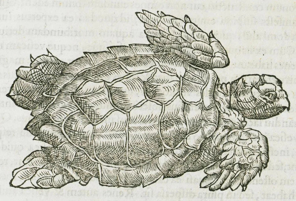 An illustration from Libri de piscibus marinis, in quibus verae piscium effigies expressae sunt. Quæ in ntota piscium historia contineantur, indicat elenchus pagina nona et decima. Postremo accesserunt indices necessarii. Gulielmi Rondeletti, Doctoris medici et medicinae in schola monspeliensi professoris regii., 1554, leaf 465