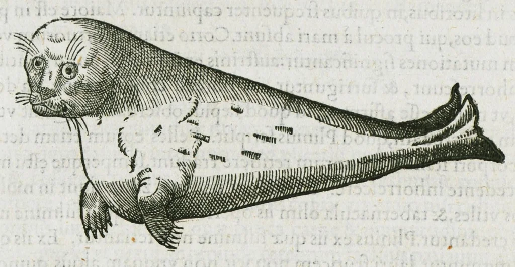 An illustration from Libri de piscibus marinis, in quibus verae piscium effigies expressae sunt. Quæ in ntota piscium historia contineantur, indicat elenchus pagina nona et decima. Postremo accesserunt indices necessarii. Gulielmi Rondeletti, Doctoris medici et medicinae in schola monspeliensi professoris regii., 1554, leaf 478