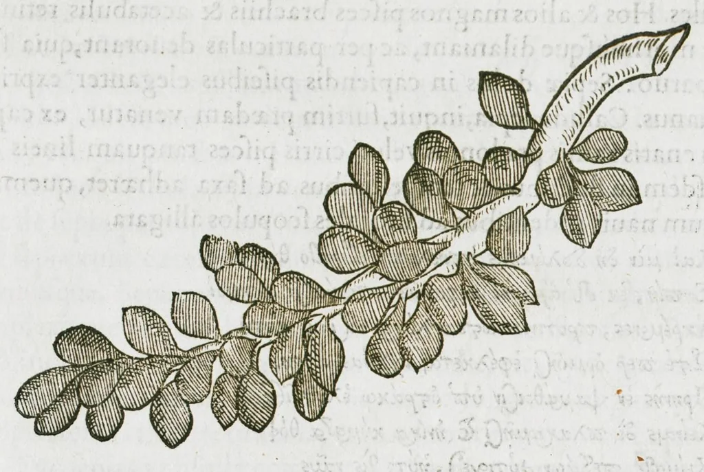 An illustration from Libri de piscibus marinis, in quibus verae piscium effigies expressae sunt. Quæ in ntota piscium historia contineantur, indicat elenchus pagina nona et decima. Postremo accesserunt indices necessarii. Gulielmi Rondeletti, Doctoris medici et medicinae in schola monspeliensi professoris regii., 1554, leaf 524