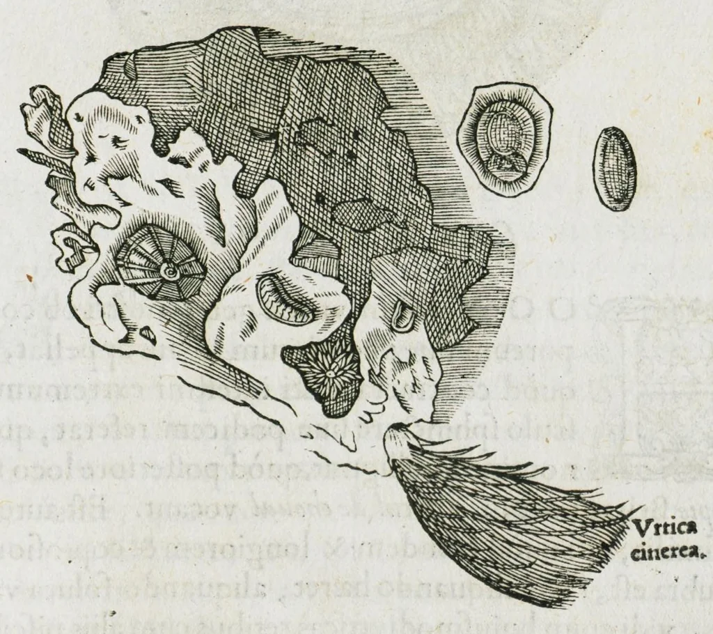 An illustration from Libri de piscibus marinis, in quibus verae piscium effigies expressae sunt. Quæ in ntota piscium historia contineantur, indicat elenchus pagina nona et decima. Postremo accesserunt indices necessarii. Gulielmi Rondeletti, Doctoris medici et medicinae in schola monspeliensi professoris regii., 1554, leaf 549