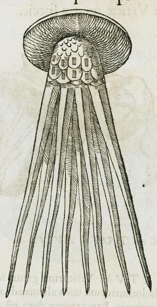 An illustration from Libri de piscibus marinis, in quibus verae piscium effigies expressae sunt. Quæ in ntota piscium historia contineantur, indicat elenchus pagina nona et decima. Postremo accesserunt indices necessarii. Gulielmi Rondeletti, Doctoris medici et medicinae in schola monspeliensi professoris regii., 1554, leaf 552