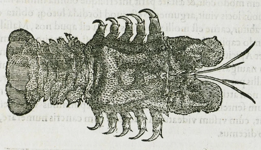An illustration from Libri de piscibus marinis, in quibus verae piscium effigies expressae sunt. Quæ in ntota piscium historia contineantur, indicat elenchus pagina nona et decima. Postremo accesserunt indices necessarii. Gulielmi Rondeletti, Doctoris medici et medicinae in schola monspeliensi professoris regii., 1554, leaf 565