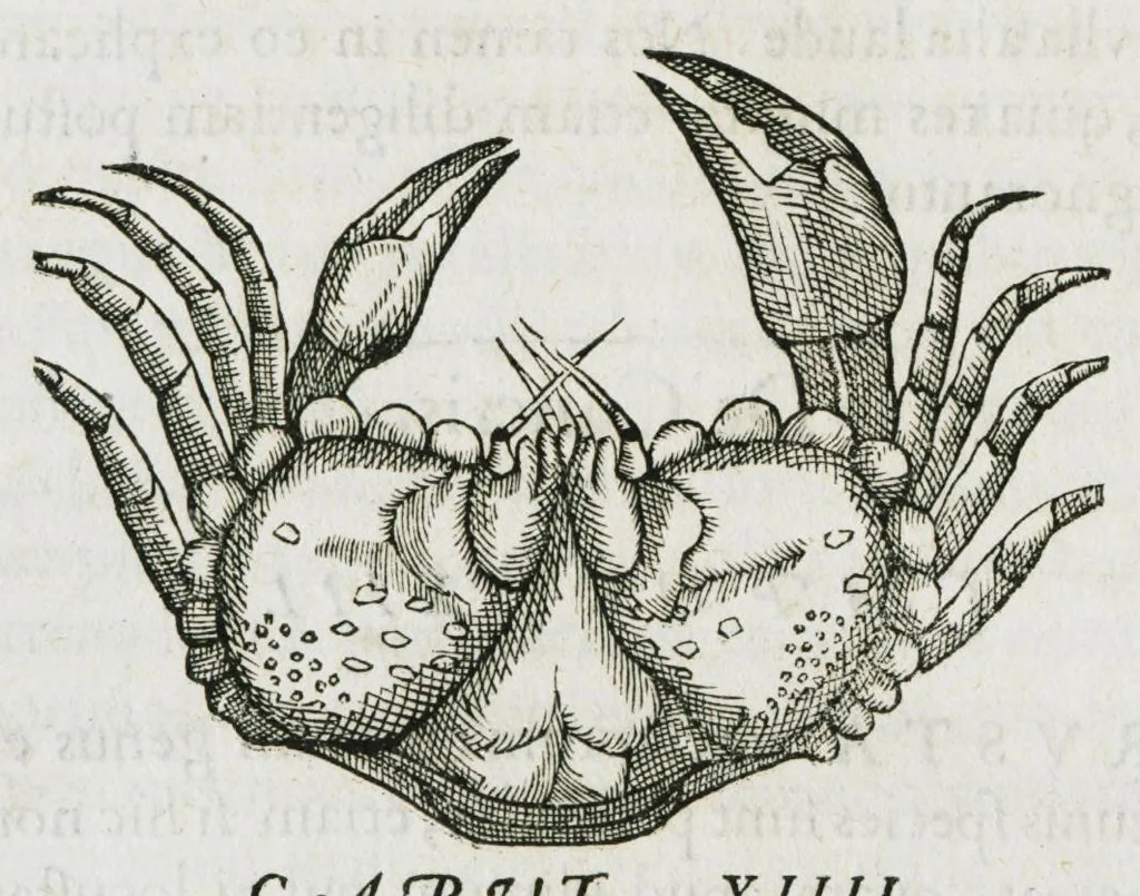 An illustration from Libri de piscibus marinis, in quibus verae piscium effigies expressae sunt. Quæ in ntota piscium historia contineantur, indicat elenchus pagina nona et decima. Postremo accesserunt indices necessarii. Gulielmi Rondeletti, Doctoris medici et medicinae in schola monspeliensi professoris regii., 1554, leaf 580
