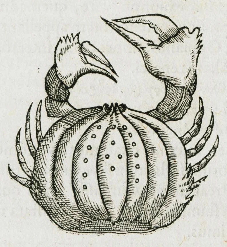 An illustration from Libri de piscibus marinis, in quibus verae piscium effigies expressae sunt. Quæ in ntota piscium historia contineantur, indicat elenchus pagina nona et decima. Postremo accesserunt indices necessarii. Gulielmi Rondeletti, Doctoris medici et medicinae in schola monspeliensi professoris regii., 1554, leaf 584
