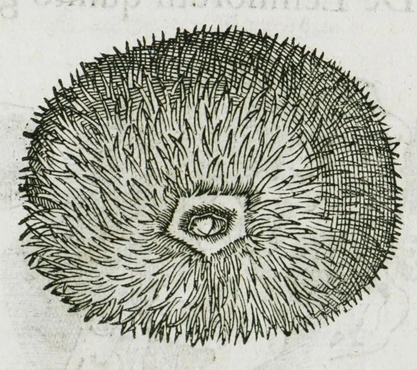 An illustration from Libri de piscibus marinis, in quibus verae piscium effigies expressae sunt. Quæ in ntota piscium historia contineantur, indicat elenchus pagina nona et decima. Postremo accesserunt indices necessarii. Gulielmi Rondeletti, Doctoris medici et medicinae in schola monspeliensi professoris regii., 1554, leaf 601