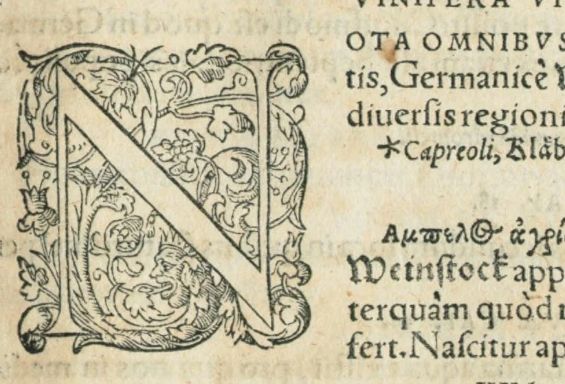 An illustration from In hoc volumine continentur Valerii Cordi Simesusij Annotationes in Pedacij Dioscoridis. Anazarbei De medica materia Libros V. Longe aliae quam ante hac sunt evulgatae. Eiusdem ... Historiae stirpium Lib. IIII posthumi, nunc primum in Lucem editi, adjectis etiam stirpium iconibus, & brevissimus annotatiunculis. Sylva, qua rerum fossilium in Germanium plurimarum metallorum, Lapidum, & stirpium aliquot rariorum notitiam brevissime persequitur nunquam hactenus visa. De artificiosis extractionibus Liber. Compositiones medicinales aliquot, non vulgares, his accedunt Stocc-Hornii et Nessi In Bernatium Helvetiorum ditione montium, & nascentium in eis stirpium descriptio Benedict Aretii, item Conradi Gesneri De hortis Germaniae, Liber recens ...omnia ... studio atque industria ... Conr. Gesneri collecta, & praefationibus illustrata., 1560, leaf 173