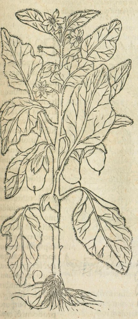 An illustration from In hoc volumine continentur Valerii Cordi Simesusij Annotationes in Pedacij Dioscoridis. Anazarbei De medica materia Libros V. Longe aliae quam ante hac sunt evulgatae. Eiusdem ... Historiae stirpium Lib. IIII posthumi, nunc primum in Lucem editi, adjectis etiam stirpium iconibus, & brevissimus annotatiunculis. Sylva, qua rerum fossilium in Germanium plurimarum metallorum, Lapidum, & stirpium aliquot rariorum notitiam brevissime persequitur nunquam hactenus visa. De artificiosis extractionibus Liber. Compositiones medicinales aliquot, non vulgares, his accedunt Stocc-Hornii et Nessi In Bernatium Helvetiorum ditione montium, & nascentium in eis stirpium descriptio Benedict Aretii, item Conradi Gesneri De hortis Germaniae, Liber recens ...omnia ... studio atque industria ... Conr. Gesneri collecta, & praefationibus illustrata., 1560, leaf 201