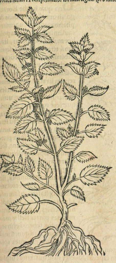 An illustration from In hoc volumine continentur Valerii Cordi Simesusij Annotationes in Pedacij Dioscoridis. Anazarbei De medica materia Libros V. Longe aliae quam ante hac sunt evulgatae. Eiusdem ... Historiae stirpium Lib. IIII posthumi, nunc primum in Lucem editi, adjectis etiam stirpium iconibus, & brevissimus annotatiunculis. Sylva, qua rerum fossilium in Germanium plurimarum metallorum, Lapidum, & stirpium aliquot rariorum notitiam brevissime persequitur nunquam hactenus visa. De artificiosis extractionibus Liber. Compositiones medicinales aliquot, non vulgares, his accedunt Stocc-Hornii et Nessi In Bernatium Helvetiorum ditione montium, & nascentium in eis stirpium descriptio Benedict Aretii, item Conradi Gesneri De hortis Germaniae, Liber recens ...omnia ... studio atque industria ... Conr. Gesneri collecta, & praefationibus illustrata., 1560, leaf 237