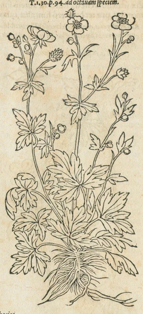 An illustration from In hoc volumine continentur Valerii Cordi Simesusij Annotationes in Pedacij Dioscoridis. Anazarbei De medica materia Libros V. Longe aliae quam ante hac sunt evulgatae. Eiusdem ... Historiae stirpium Lib. IIII posthumi, nunc primum in Lucem editi, adjectis etiam stirpium iconibus, & brevissimus annotatiunculis. Sylva, qua rerum fossilium in Germanium plurimarum metallorum, Lapidum, & stirpium aliquot rariorum notitiam brevissime persequitur nunquam hactenus visa. De artificiosis extractionibus Liber. Compositiones medicinales aliquot, non vulgares, his accedunt Stocc-Hornii et Nessi In Bernatium Helvetiorum ditione montium, & nascentium in eis stirpium descriptio Benedict Aretii, item Conradi Gesneri De hortis Germaniae, Liber recens ...omnia ... studio atque industria ... Conr. Gesneri collecta, & praefationibus illustrata., 1560, leaf 260