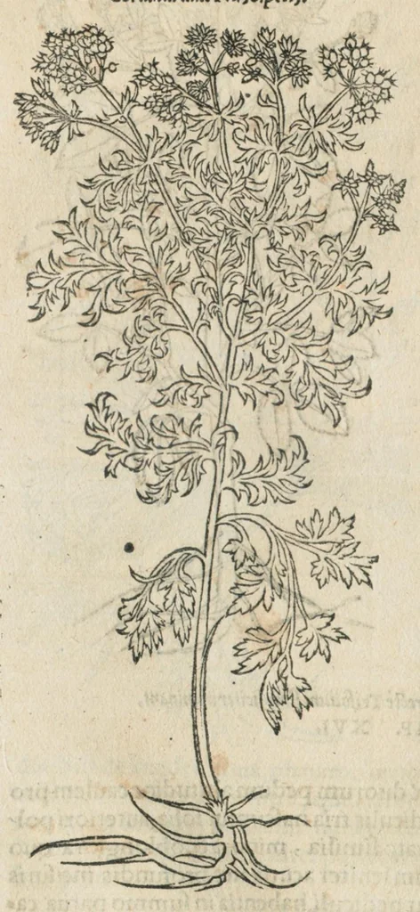 An illustration from In hoc volumine continentur Valerii Cordi Simesusij Annotationes in Pedacij Dioscoridis. Anazarbei De medica materia Libros V. Longe aliae quam ante hac sunt evulgatae. Eiusdem ... Historiae stirpium Lib. IIII posthumi, nunc primum in Lucem editi, adjectis etiam stirpium iconibus, & brevissimus annotatiunculis. Sylva, qua rerum fossilium in Germanium plurimarum metallorum, Lapidum, & stirpium aliquot rariorum notitiam brevissime persequitur nunquam hactenus visa. De artificiosis extractionibus Liber. Compositiones medicinales aliquot, non vulgares, his accedunt Stocc-Hornii et Nessi In Bernatium Helvetiorum ditione montium, & nascentium in eis stirpium descriptio Benedict Aretii, item Conradi Gesneri De hortis Germaniae, Liber recens ...omnia ... studio atque industria ... Conr. Gesneri collecta, & praefationibus illustrata., 1560, leaf 272