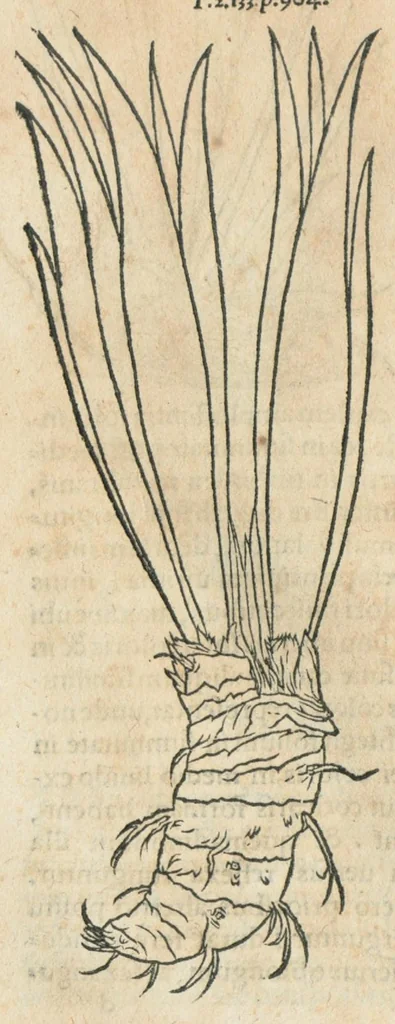 An illustration from In hoc volumine continentur Valerii Cordi Simesusij Annotationes in Pedacij Dioscoridis. Anazarbei De medica materia Libros V. Longe aliae quam ante hac sunt evulgatae. Eiusdem ... Historiae stirpium Lib. IIII posthumi, nunc primum in Lucem editi, adjectis etiam stirpium iconibus, & brevissimus annotatiunculis. Sylva, qua rerum fossilium in Germanium plurimarum metallorum, Lapidum, & stirpium aliquot rariorum notitiam brevissime persequitur nunquam hactenus visa. De artificiosis extractionibus Liber. Compositiones medicinales aliquot, non vulgares, his accedunt Stocc-Hornii et Nessi In Bernatium Helvetiorum ditione montium, & nascentium in eis stirpium descriptio Benedict Aretii, item Conradi Gesneri De hortis Germaniae, Liber recens ...omnia ... studio atque industria ... Conr. Gesneri collecta, & praefationibus illustrata., 1560, leaf 286