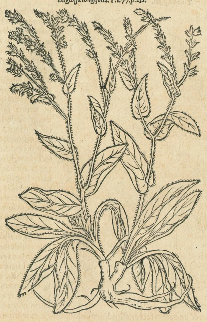 An illustration from In hoc volumine continentur Valerii Cordi Simesusij Annotationes in Pedacij Dioscoridis. Anazarbei De medica materia Libros V. Longe aliae quam ante hac sunt evulgatae. Eiusdem ... Historiae stirpium Lib. IIII posthumi, nunc primum in Lucem editi, adjectis etiam stirpium iconibus, & brevissimus annotatiunculis. Sylva, qua rerum fossilium in Germanium plurimarum metallorum, Lapidum, & stirpium aliquot rariorum notitiam brevissime persequitur nunquam hactenus visa. De artificiosis extractionibus Liber. Compositiones medicinales aliquot, non vulgares, his accedunt Stocc-Hornii et Nessi In Bernatium Helvetiorum ditione montium, & nascentium in eis stirpium descriptio Benedict Aretii, item Conradi Gesneri De hortis Germaniae, Liber recens ...omnia ... studio atque industria ... Conr. Gesneri collecta, & praefationibus illustrata., 1560, leaf 289