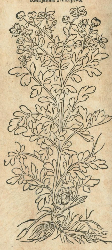 An illustration from In hoc volumine continentur Valerii Cordi Simesusij Annotationes in Pedacij Dioscoridis. Anazarbei De medica materia Libros V. Longe aliae quam ante hac sunt evulgatae. Eiusdem ... Historiae stirpium Lib. IIII posthumi, nunc primum in Lucem editi, adjectis etiam stirpium iconibus, & brevissimus annotatiunculis. Sylva, qua rerum fossilium in Germanium plurimarum metallorum, Lapidum, & stirpium aliquot rariorum notitiam brevissime persequitur nunquam hactenus visa. De artificiosis extractionibus Liber. Compositiones medicinales aliquot, non vulgares, his accedunt Stocc-Hornii et Nessi In Bernatium Helvetiorum ditione montium, & nascentium in eis stirpium descriptio Benedict Aretii, item Conradi Gesneri De hortis Germaniae, Liber recens ...omnia ... studio atque industria ... Conr. Gesneri collecta, & praefationibus illustrata., 1560, leaf 292