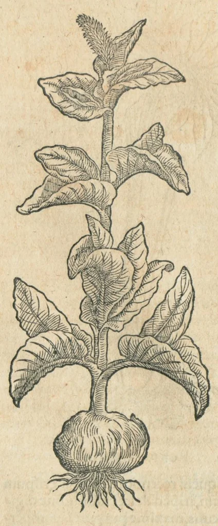 An illustration from In hoc volumine continentur Valerii Cordi Simesusij Annotationes in Pedacij Dioscoridis. Anazarbei De medica materia Libros V. Longe aliae quam ante hac sunt evulgatae. Eiusdem ... Historiae stirpium Lib. IIII posthumi, nunc primum in Lucem editi, adjectis etiam stirpium iconibus, & brevissimus annotatiunculis. Sylva, qua rerum fossilium in Germanium plurimarum metallorum, Lapidum, & stirpium aliquot rariorum notitiam brevissime persequitur nunquam hactenus visa. De artificiosis extractionibus Liber. Compositiones medicinales aliquot, non vulgares, his accedunt Stocc-Hornii et Nessi In Bernatium Helvetiorum ditione montium, & nascentium in eis stirpium descriptio Benedict Aretii, item Conradi Gesneri De hortis Germaniae, Liber recens ...omnia ... studio atque industria ... Conr. Gesneri collecta, & praefationibus illustrata., 1560, leaf 324