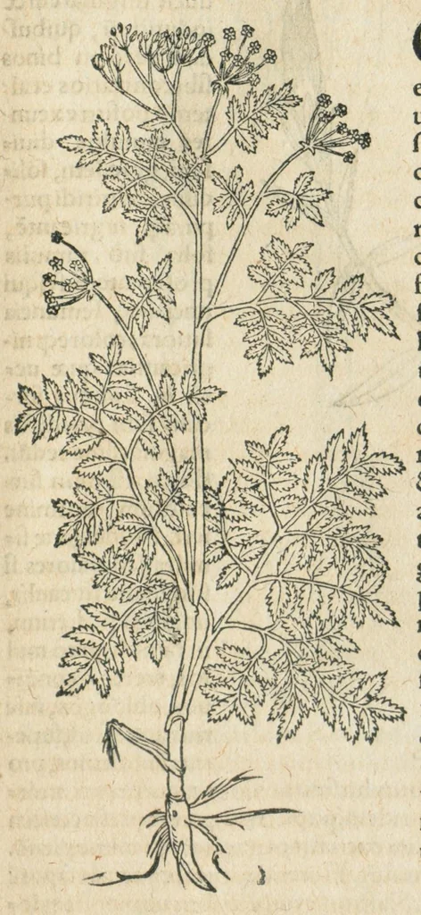 An illustration from In hoc volumine continentur Valerii Cordi Simesusij Annotationes in Pedacij Dioscoridis. Anazarbei De medica materia Libros V. Longe aliae quam ante hac sunt evulgatae. Eiusdem ... Historiae stirpium Lib. IIII posthumi, nunc primum in Lucem editi, adjectis etiam stirpium iconibus, & brevissimus annotatiunculis. Sylva, qua rerum fossilium in Germanium plurimarum metallorum, Lapidum, & stirpium aliquot rariorum notitiam brevissime persequitur nunquam hactenus visa. De artificiosis extractionibus Liber. Compositiones medicinales aliquot, non vulgares, his accedunt Stocc-Hornii et Nessi In Bernatium Helvetiorum ditione montium, & nascentium in eis stirpium descriptio Benedict Aretii, item Conradi Gesneri De hortis Germaniae, Liber recens ...omnia ... studio atque industria ... Conr. Gesneri collecta, & praefationibus illustrata., 1560, leaf 343