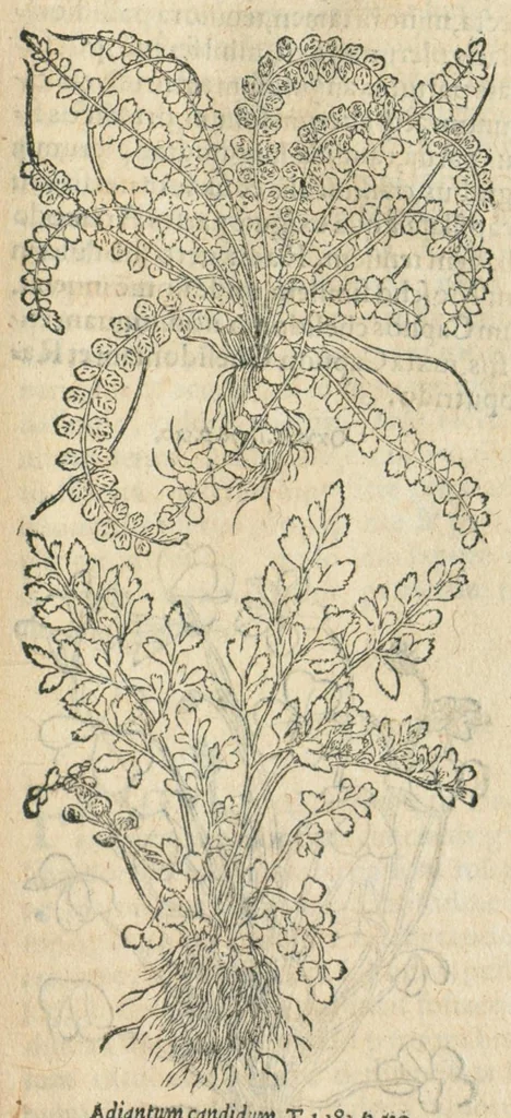An illustration from In hoc volumine continentur Valerii Cordi Simesusij Annotationes in Pedacij Dioscoridis. Anazarbei De medica materia Libros V. Longe aliae quam ante hac sunt evulgatae. Eiusdem ... Historiae stirpium Lib. IIII posthumi, nunc primum in Lucem editi, adjectis etiam stirpium iconibus, & brevissimus annotatiunculis. Sylva, qua rerum fossilium in Germanium plurimarum metallorum, Lapidum, & stirpium aliquot rariorum notitiam brevissime persequitur nunquam hactenus visa. De artificiosis extractionibus Liber. Compositiones medicinales aliquot, non vulgares, his accedunt Stocc-Hornii et Nessi In Bernatium Helvetiorum ditione montium, & nascentium in eis stirpium descriptio Benedict Aretii, item Conradi Gesneri De hortis Germaniae, Liber recens ...omnia ... studio atque industria ... Conr. Gesneri collecta, & praefationibus illustrata., 1560, leaf 363