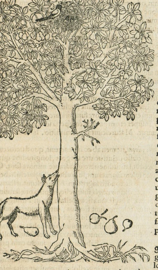 An illustration from In hoc volumine continentur Valerii Cordi Simesusij Annotationes in Pedacij Dioscoridis. Anazarbei De medica materia Libros V. Longe aliae quam ante hac sunt evulgatae. Eiusdem ... Historiae stirpium Lib. IIII posthumi, nunc primum in Lucem editi, adjectis etiam stirpium iconibus, & brevissimus annotatiunculis. Sylva, qua rerum fossilium in Germanium plurimarum metallorum, Lapidum, & stirpium aliquot rariorum notitiam brevissime persequitur nunquam hactenus visa. De artificiosis extractionibus Liber. Compositiones medicinales aliquot, non vulgares, his accedunt Stocc-Hornii et Nessi In Bernatium Helvetiorum ditione montium, & nascentium in eis stirpium descriptio Benedict Aretii, item Conradi Gesneri De hortis Germaniae, Liber recens ...omnia ... studio atque industria ... Conr. Gesneri collecta, & praefationibus illustrata., 1560, leaf 373