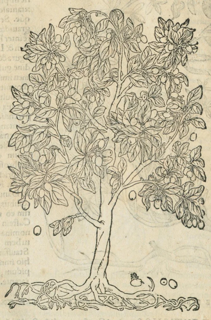 An illustration from In hoc volumine continentur Valerii Cordi Simesusij Annotationes in Pedacij Dioscoridis. Anazarbei De medica materia Libros V. Longe aliae quam ante hac sunt evulgatae. Eiusdem ... Historiae stirpium Lib. IIII posthumi, nunc primum in Lucem editi, adjectis etiam stirpium iconibus, & brevissimus annotatiunculis. Sylva, qua rerum fossilium in Germanium plurimarum metallorum, Lapidum, & stirpium aliquot rariorum notitiam brevissime persequitur nunquam hactenus visa. De artificiosis extractionibus Liber. Compositiones medicinales aliquot, non vulgares, his accedunt Stocc-Hornii et Nessi In Bernatium Helvetiorum ditione montium, & nascentium in eis stirpium descriptio Benedict Aretii, item Conradi Gesneri De hortis Germaniae, Liber recens ...omnia ... studio atque industria ... Conr. Gesneri collecta, & praefationibus illustrata., 1560, leaf 396