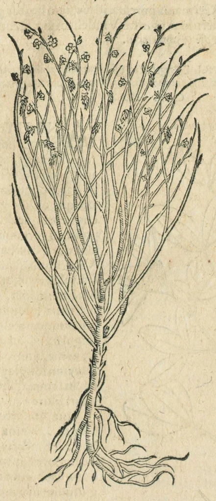 An illustration from In hoc volumine continentur Valerii Cordi Simesusij Annotationes in Pedacij Dioscoridis. Anazarbei De medica materia Libros V. Longe aliae quam ante hac sunt evulgatae. Eiusdem ... Historiae stirpium Lib. IIII posthumi, nunc primum in Lucem editi, adjectis etiam stirpium iconibus, & brevissimus annotatiunculis. Sylva, qua rerum fossilium in Germanium plurimarum metallorum, Lapidum, & stirpium aliquot rariorum notitiam brevissime persequitur nunquam hactenus visa. De artificiosis extractionibus Liber. Compositiones medicinales aliquot, non vulgares, his accedunt Stocc-Hornii et Nessi In Bernatium Helvetiorum ditione montium, & nascentium in eis stirpium descriptio Benedict Aretii, item Conradi Gesneri De hortis Germaniae, Liber recens ...omnia ... studio atque industria ... Conr. Gesneri collecta, & praefationibus illustrata., 1560, leaf 399