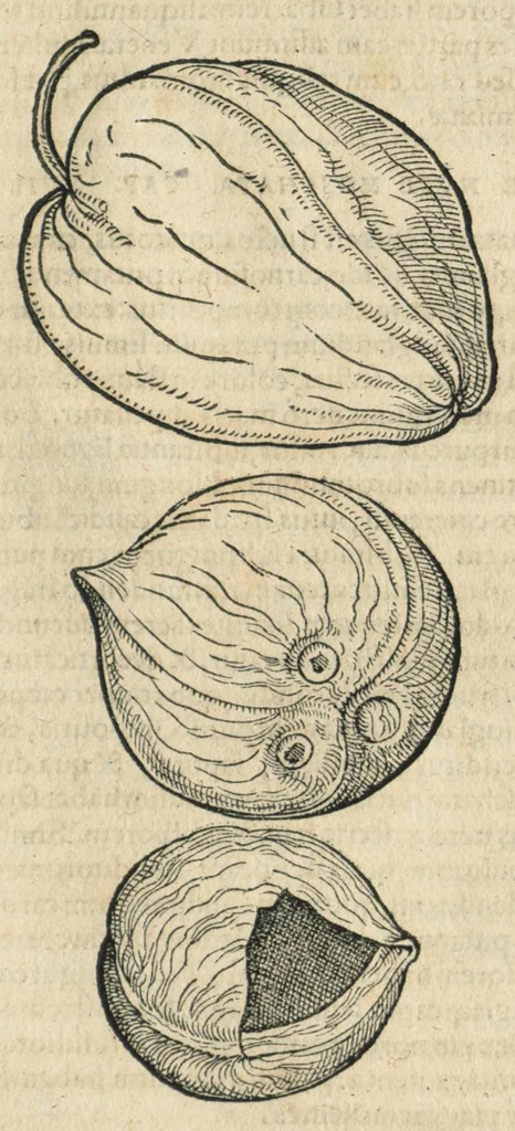 An illustration from In hoc volumine continentur Valerii Cordi Simesusij Annotationes in Pedacij Dioscoridis. Anazarbei De medica materia Libros V. Longe aliae quam ante hac sunt evulgatae. Eiusdem ... Historiae stirpium Lib. IIII posthumi, nunc primum in Lucem editi, adjectis etiam stirpium iconibus, & brevissimus annotatiunculis. Sylva, qua rerum fossilium in Germanium plurimarum metallorum, Lapidum, & stirpium aliquot rariorum notitiam brevissime persequitur nunquam hactenus visa. De artificiosis extractionibus Liber. Compositiones medicinales aliquot, non vulgares, his accedunt Stocc-Hornii et Nessi In Bernatium Helvetiorum ditione montium, & nascentium in eis stirpium descriptio Benedict Aretii, item Conradi Gesneri De hortis Germaniae, Liber recens ...omnia ... studio atque industria ... Conr. Gesneri collecta, & praefationibus illustrata., 1560, leaf 405