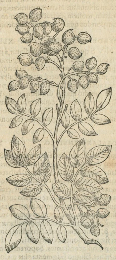 An illustration from In hoc volumine continentur Valerii Cordi Simesusij Annotationes in Pedacij Dioscoridis. Anazarbei De medica materia Libros V. Longe aliae quam ante hac sunt evulgatae. Eiusdem ... Historiae stirpium Lib. IIII posthumi, nunc primum in Lucem editi, adjectis etiam stirpium iconibus, & brevissimus annotatiunculis. Sylva, qua rerum fossilium in Germanium plurimarum metallorum, Lapidum, & stirpium aliquot rariorum notitiam brevissime persequitur nunquam hactenus visa. De artificiosis extractionibus Liber. Compositiones medicinales aliquot, non vulgares, his accedunt Stocc-Hornii et Nessi In Bernatium Helvetiorum ditione montium, & nascentium in eis stirpium descriptio Benedict Aretii, item Conradi Gesneri De hortis Germaniae, Liber recens ...omnia ... studio atque industria ... Conr. Gesneri collecta, & praefationibus illustrata., 1560, leaf 416