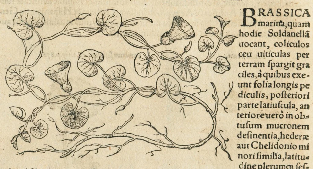An illustration from In hoc volumine continentur Valerii Cordi Simesusij Annotationes in Pedacij Dioscoridis. Anazarbei De medica materia Libros V. Longe aliae quam ante hac sunt evulgatae. Eiusdem ... Historiae stirpium Lib. IIII posthumi, nunc primum in Lucem editi, adjectis etiam stirpium iconibus, & brevissimus annotatiunculis. Sylva, qua rerum fossilium in Germanium plurimarum metallorum, Lapidum, & stirpium aliquot rariorum notitiam brevissime persequitur nunquam hactenus visa. De artificiosis extractionibus Liber. Compositiones medicinales aliquot, non vulgares, his accedunt Stocc-Hornii et Nessi In Bernatium Helvetiorum ditione montium, & nascentium in eis stirpium descriptio Benedict Aretii, item Conradi Gesneri De hortis Germaniae, Liber recens ...omnia ... studio atque industria ... Conr. Gesneri collecta, & praefationibus illustrata., 1560, leaf 430