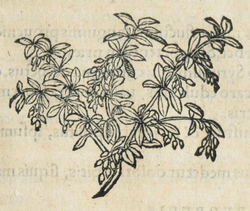 An illustration from Botanicon, continens herbarum, aliorumque simplicium, quorum usus in medicinis est, descriptiones et iconas ad vivum effigiatas : ex praecipuis tam Grecis quam Latinis Authoribus jam recens concinnatum ; Additis etiam, quae Neotericorum obseruationes & experientiae uel comprobarunt denuo, uel nuper inuenerunt/ Avt. Theodorico Dorstenio Medico., 1540, leaf 119