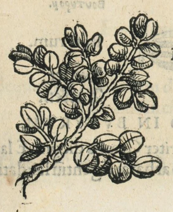 An illustration from Botanicon, continens herbarum, aliorumque simplicium, quorum usus in medicinis est, descriptiones et iconas ad vivum effigiatas : ex praecipuis tam Grecis quam Latinis Authoribus jam recens concinnatum ; Additis etiam, quae Neotericorum obseruationes & experientiae uel comprobarunt denuo, uel nuper inuenerunt/ Avt. Theodorico Dorstenio Medico., 1540, leaf 133