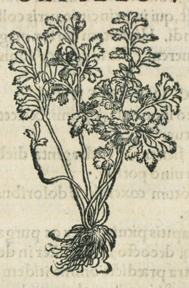 An illustration from Botanicon, continens herbarum, aliorumque simplicium, quorum usus in medicinis est, descriptiones et iconas ad vivum effigiatas : ex praecipuis tam Grecis quam Latinis Authoribus jam recens concinnatum ; Additis etiam, quae Neotericorum obseruationes & experientiae uel comprobarunt denuo, uel nuper inuenerunt/ Avt. Theodorico Dorstenio Medico., 1540, leaf 146