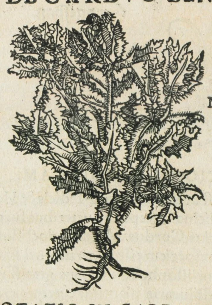 An illustration from Botanicon, continens herbarum, aliorumque simplicium, quorum usus in medicinis est, descriptiones et iconas ad vivum effigiatas : ex praecipuis tam Grecis quam Latinis Authoribus jam recens concinnatum ; Additis etiam, quae Neotericorum obseruationes & experientiae uel comprobarunt denuo, uel nuper inuenerunt/ Avt. Theodorico Dorstenio Medico., 1540, leaf 154