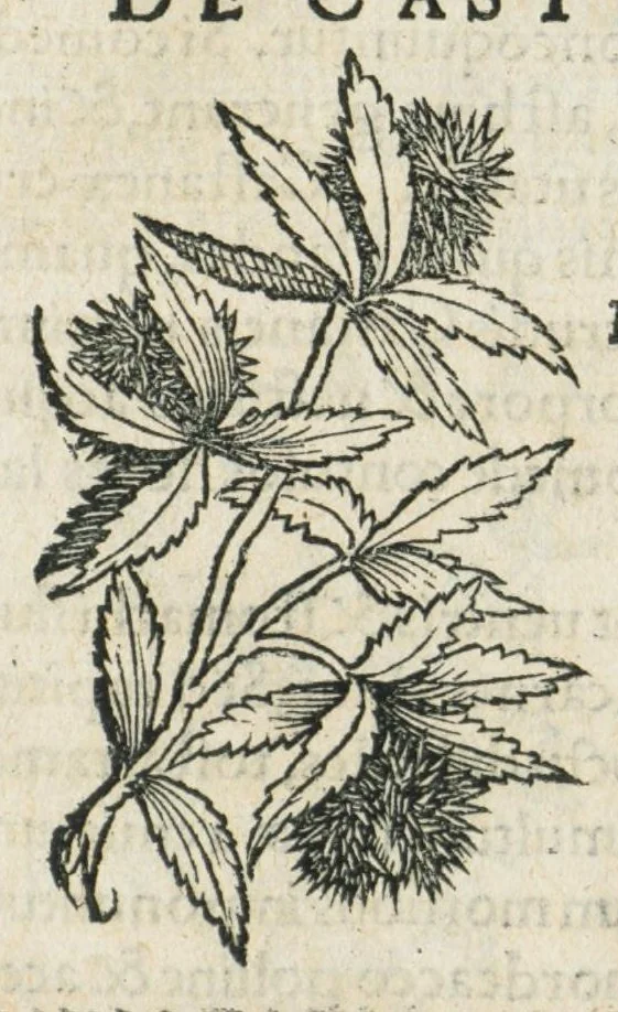 An illustration from Botanicon, continens herbarum, aliorumque simplicium, quorum usus in medicinis est, descriptiones et iconas ad vivum effigiatas : ex praecipuis tam Grecis quam Latinis Authoribus jam recens concinnatum ; Additis etiam, quae Neotericorum obseruationes & experientiae uel comprobarunt denuo, uel nuper inuenerunt/ Avt. Theodorico Dorstenio Medico., 1540, leaf 163