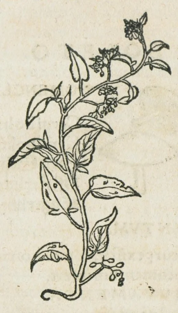 An illustration from Botanicon, continens herbarum, aliorumque simplicium, quorum usus in medicinis est, descriptiones et iconas ad vivum effigiatas : ex praecipuis tam Grecis quam Latinis Authoribus jam recens concinnatum ; Additis etiam, quae Neotericorum obseruationes & experientiae uel comprobarunt denuo, uel nuper inuenerunt/ Avt. Theodorico Dorstenio Medico., 1540, leaf 176
