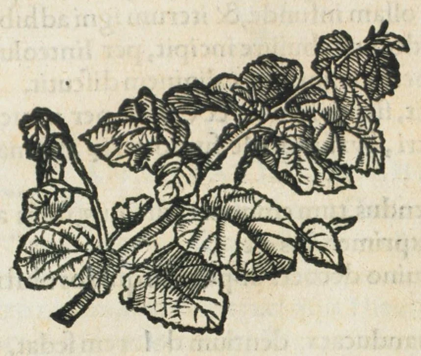 An illustration from Botanicon, continens herbarum, aliorumque simplicium, quorum usus in medicinis est, descriptiones et iconas ad vivum effigiatas : ex praecipuis tam Grecis quam Latinis Authoribus jam recens concinnatum ; Additis etiam, quae Neotericorum obseruationes & experientiae uel comprobarunt denuo, uel nuper inuenerunt/ Avt. Theodorico Dorstenio Medico., 1540, leaf 182