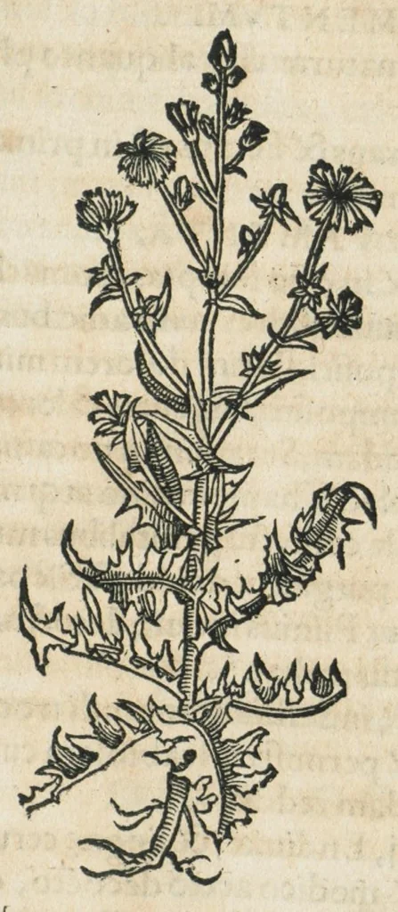 An illustration from Botanicon, continens herbarum, aliorumque simplicium, quorum usus in medicinis est, descriptiones et iconas ad vivum effigiatas : ex praecipuis tam Grecis quam Latinis Authoribus jam recens concinnatum ; Additis etiam, quae Neotericorum obseruationes & experientiae uel comprobarunt denuo, uel nuper inuenerunt/ Avt. Theodorico Dorstenio Medico., 1540, leaf 187