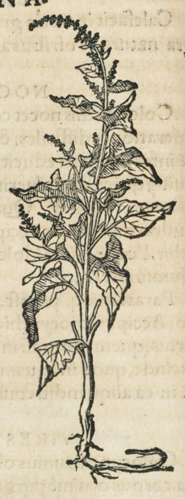 An illustration from Botanicon, continens herbarum, aliorumque simplicium, quorum usus in medicinis est, descriptiones et iconas ad vivum effigiatas : ex praecipuis tam Grecis quam Latinis Authoribus jam recens concinnatum ; Additis etiam, quae Neotericorum obseruationes & experientiae uel comprobarunt denuo, uel nuper inuenerunt/ Avt. Theodorico Dorstenio Medico., 1540, leaf 198