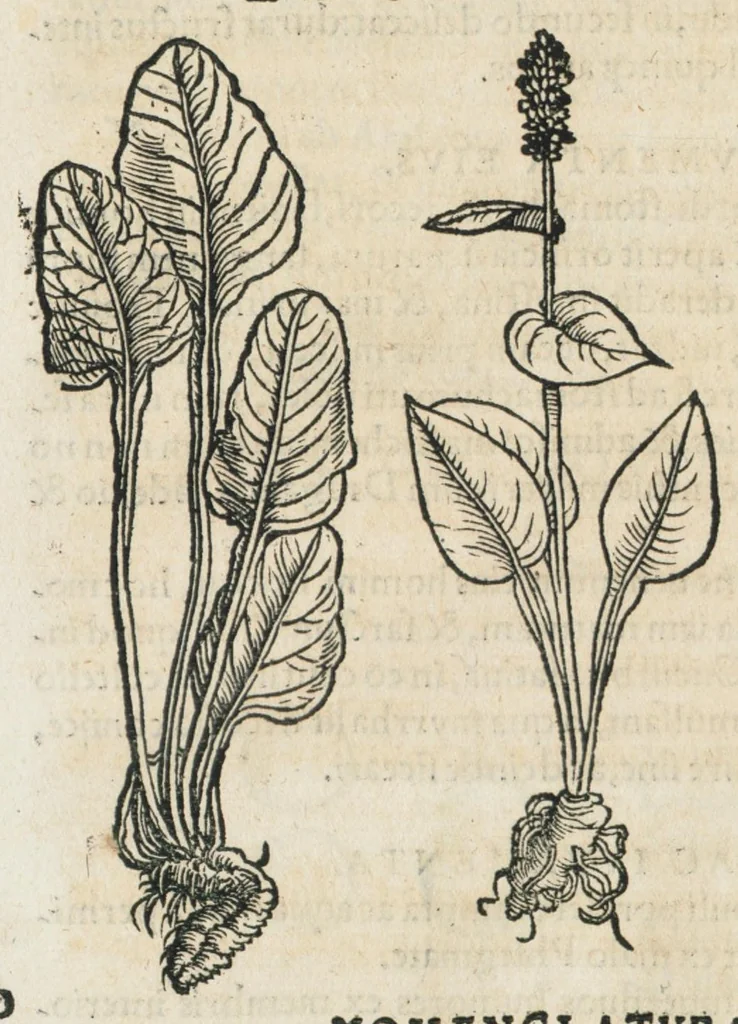 An illustration from Botanicon, continens herbarum, aliorumque simplicium, quorum usus in medicinis est, descriptiones et iconas ad vivum effigiatas : ex praecipuis tam Grecis quam Latinis Authoribus jam recens concinnatum ; Additis etiam, quae Neotericorum obseruationes & experientiae uel comprobarunt denuo, uel nuper inuenerunt/ Avt. Theodorico Dorstenio Medico., 1540, leaf 198