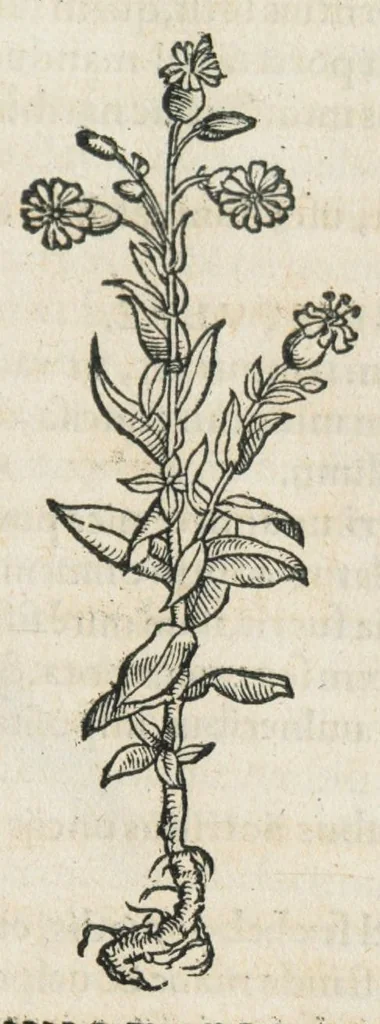 An illustration from Botanicon, continens herbarum, aliorumque simplicium, quorum usus in medicinis est, descriptiones et iconas ad vivum effigiatas : ex praecipuis tam Grecis quam Latinis Authoribus jam recens concinnatum ; Additis etiam, quae Neotericorum obseruationes & experientiae uel comprobarunt denuo, uel nuper inuenerunt/ Avt. Theodorico Dorstenio Medico., 1540, leaf 211