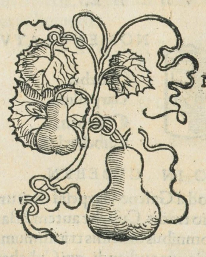 An illustration from Botanicon, continens herbarum, aliorumque simplicium, quorum usus in medicinis est, descriptiones et iconas ad vivum effigiatas : ex praecipuis tam Grecis quam Latinis Authoribus jam recens concinnatum ; Additis etiam, quae Neotericorum obseruationes & experientiae uel comprobarunt denuo, uel nuper inuenerunt/ Avt. Theodorico Dorstenio Medico., 1540, leaf 216
