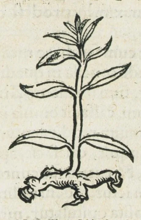 An illustration from Botanicon, continens herbarum, aliorumque simplicium, quorum usus in medicinis est, descriptiones et iconas ad vivum effigiatas : ex praecipuis tam Grecis quam Latinis Authoribus jam recens concinnatum ; Additis etiam, quae Neotericorum obseruationes & experientiae uel comprobarunt denuo, uel nuper inuenerunt/ Avt. Theodorico Dorstenio Medico., 1540, leaf 229