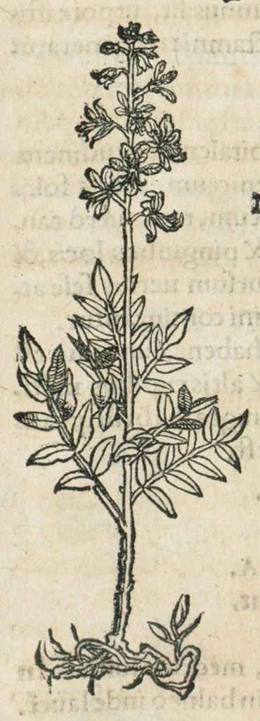 An illustration from Botanicon, continens herbarum, aliorumque simplicium, quorum usus in medicinis est, descriptiones et iconas ad vivum effigiatas : ex praecipuis tam Grecis quam Latinis Authoribus jam recens concinnatum ; Additis etiam, quae Neotericorum obseruationes & experientiae uel comprobarunt denuo, uel nuper inuenerunt/ Avt. Theodorico Dorstenio Medico., 1540, leaf 235