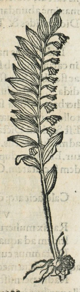 An illustration from Botanicon, continens herbarum, aliorumque simplicium, quorum usus in medicinis est, descriptiones et iconas ad vivum effigiatas : ex praecipuis tam Grecis quam Latinis Authoribus jam recens concinnatum ; Additis etiam, quae Neotericorum obseruationes & experientiae uel comprobarunt denuo, uel nuper inuenerunt/ Avt. Theodorico Dorstenio Medico., 1540, leaf 235