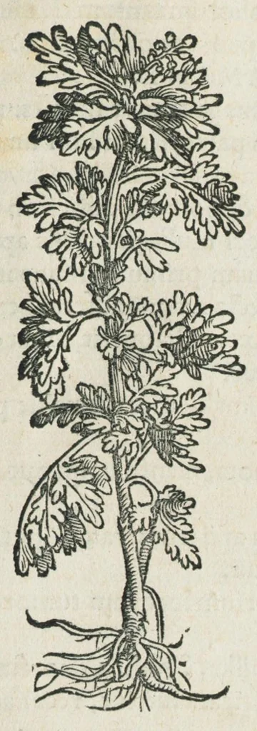 An illustration from Botanicon, continens herbarum, aliorumque simplicium, quorum usus in medicinis est, descriptiones et iconas ad vivum effigiatas : ex praecipuis tam Grecis quam Latinis Authoribus jam recens concinnatum ; Additis etiam, quae Neotericorum obseruationes & experientiae uel comprobarunt denuo, uel nuper inuenerunt/ Avt. Theodorico Dorstenio Medico., 1540, leaf 25