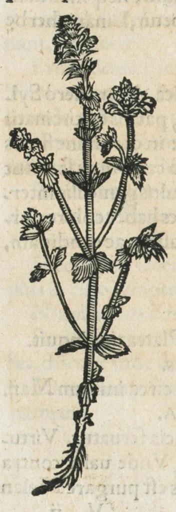 An illustration from Botanicon, continens herbarum, aliorumque simplicium, quorum usus in medicinis est, descriptiones et iconas ad vivum effigiatas : ex praecipuis tam Grecis quam Latinis Authoribus jam recens concinnatum ; Additis etiam, quae Neotericorum obseruationes & experientiae uel comprobarunt denuo, uel nuper inuenerunt/ Avt. Theodorico Dorstenio Medico., 1540, leaf 256