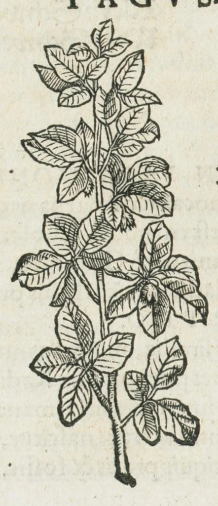 An illustration from Botanicon, continens herbarum, aliorumque simplicium, quorum usus in medicinis est, descriptiones et iconas ad vivum effigiatas : ex praecipuis tam Grecis quam Latinis Authoribus jam recens concinnatum ; Additis etiam, quae Neotericorum obseruationes & experientiae uel comprobarunt denuo, uel nuper inuenerunt/ Avt. Theodorico Dorstenio Medico., 1540, leaf 264