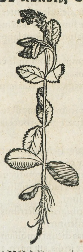 An illustration from Botanicon, continens herbarum, aliorumque simplicium, quorum usus in medicinis est, descriptiones et iconas ad vivum effigiatas : ex praecipuis tam Grecis quam Latinis Authoribus jam recens concinnatum ; Additis etiam, quae Neotericorum obseruationes & experientiae uel comprobarunt denuo, uel nuper inuenerunt/ Avt. Theodorico Dorstenio Medico., 1540, leaf 270