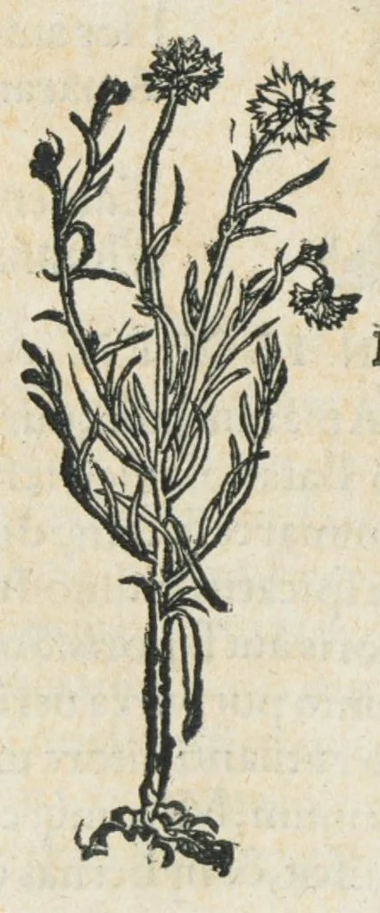 An illustration from Botanicon, continens herbarum, aliorumque simplicium, quorum usus in medicinis est, descriptiones et iconas ad vivum effigiatas : ex praecipuis tam Grecis quam Latinis Authoribus jam recens concinnatum ; Additis etiam, quae Neotericorum obseruationes & experientiae uel comprobarunt denuo, uel nuper inuenerunt/ Avt. Theodorico Dorstenio Medico., 1540, leaf 276