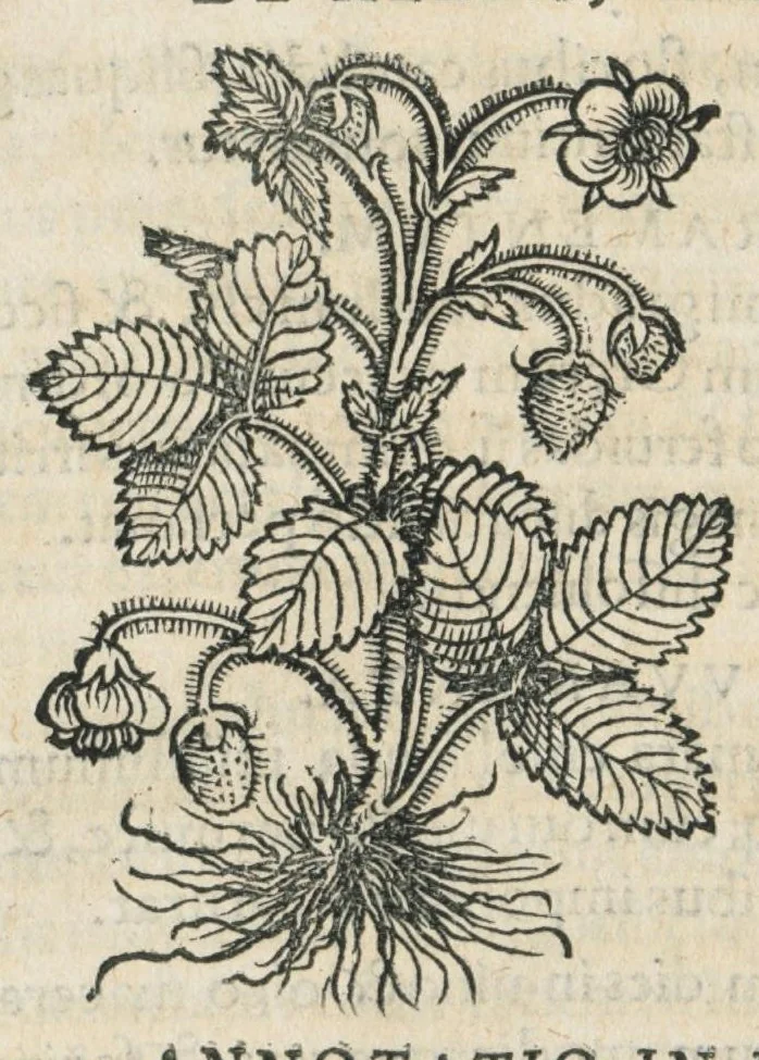 An illustration from Botanicon, continens herbarum, aliorumque simplicium, quorum usus in medicinis est, descriptiones et iconas ad vivum effigiatas : ex praecipuis tam Grecis quam Latinis Authoribus jam recens concinnatum ; Additis etiam, quae Neotericorum obseruationes & experientiae uel comprobarunt denuo, uel nuper inuenerunt/ Avt. Theodorico Dorstenio Medico., 1540, leaf 284