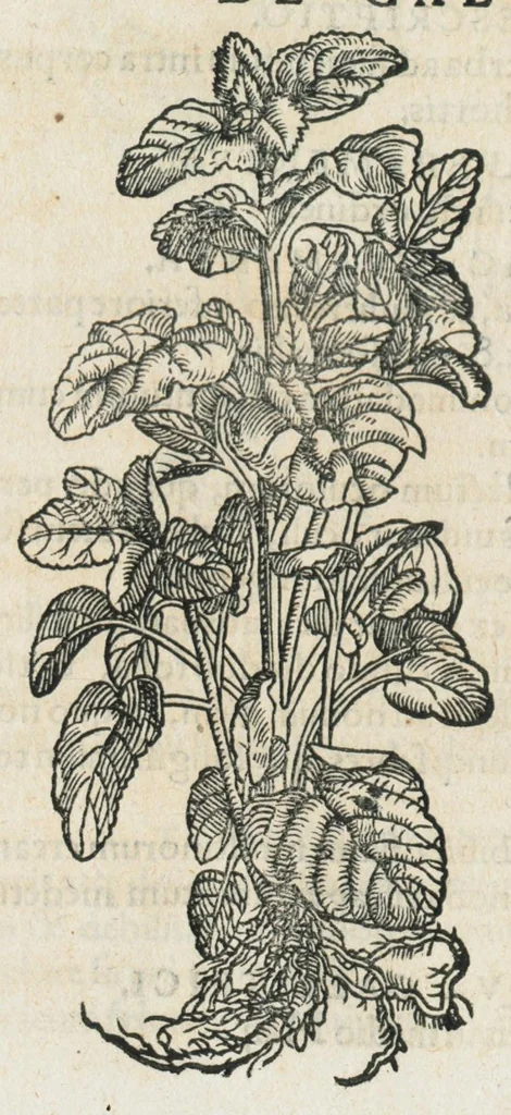 An illustration from Botanicon, continens herbarum, aliorumque simplicium, quorum usus in medicinis est, descriptiones et iconas ad vivum effigiatas : ex praecipuis tam Grecis quam Latinis Authoribus jam recens concinnatum ; Additis etiam, quae Neotericorum obseruationes & experientiae uel comprobarunt denuo, uel nuper inuenerunt/ Avt. Theodorico Dorstenio Medico., 1540, leaf 293
