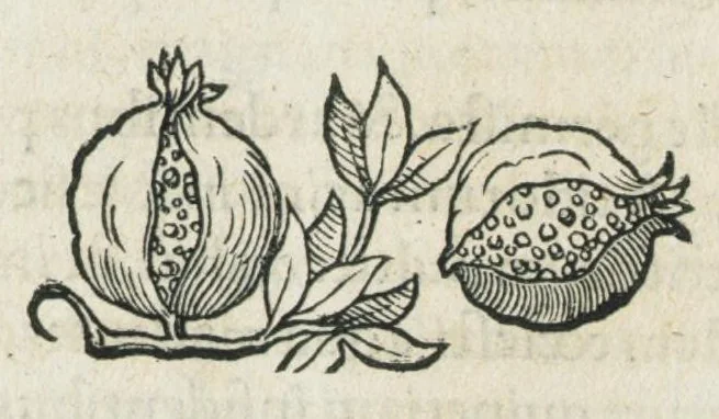 An illustration from Botanicon, continens herbarum, aliorumque simplicium, quorum usus in medicinis est, descriptiones et iconas ad vivum effigiatas : ex praecipuis tam Grecis quam Latinis Authoribus jam recens concinnatum ; Additis etiam, quae Neotericorum obseruationes & experientiae uel comprobarunt denuo, uel nuper inuenerunt/ Avt. Theodorico Dorstenio Medico., 1540, leaf 305